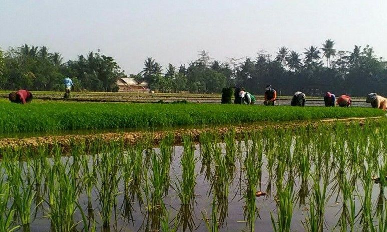 podiumnews.com-Harga Gabah di Wilayah Jawa Barat Anjlok